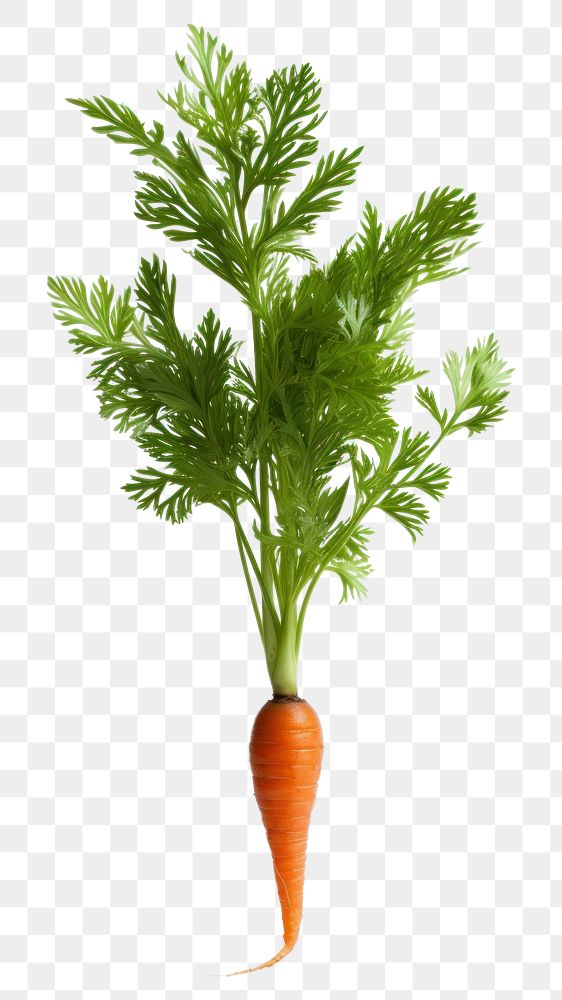 PNG  Carrot sapling vegetable plant food. AI generated Image by rawpixel.