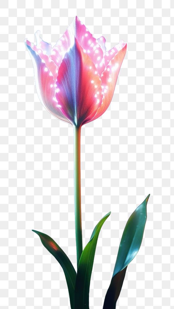 PNG Glowing magic tulip in field outdoors blossom flower. AI generated Image by rawpixel.