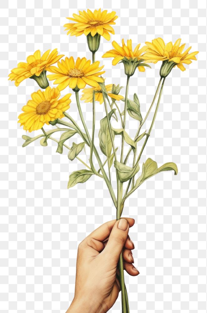 PNG  Hand holding a yellow daisy flowers sunflower petal plant. AI generated Image by rawpixel.