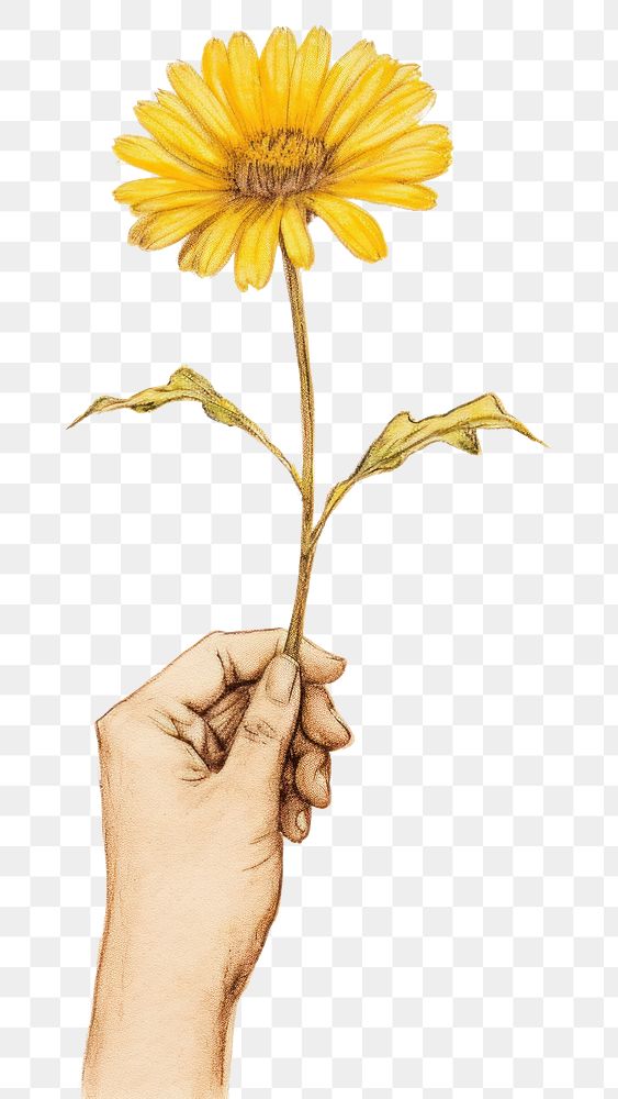 PNG  Hand holding a yellow daisy sunflower petal plant. AI generated Image by rawpixel.