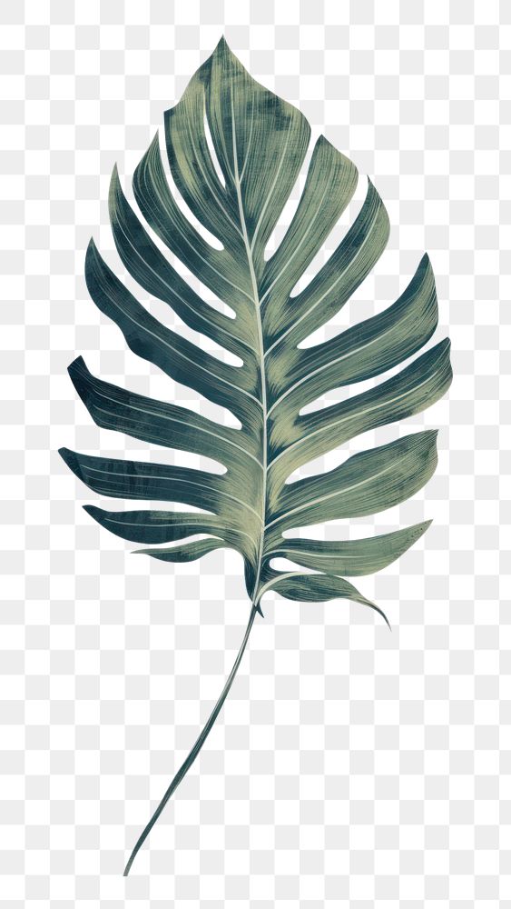 PNG Tropical leave plant leaf pattern