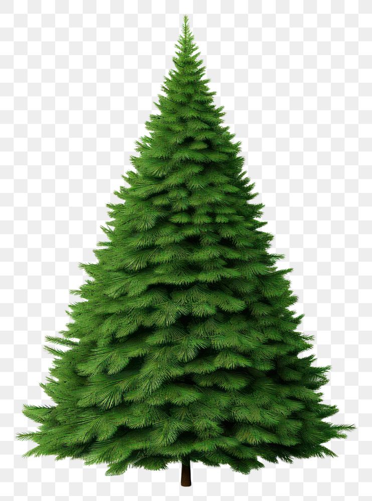 PNG Green christmas tree plant pine fir. AI generated Image by rawpixel.