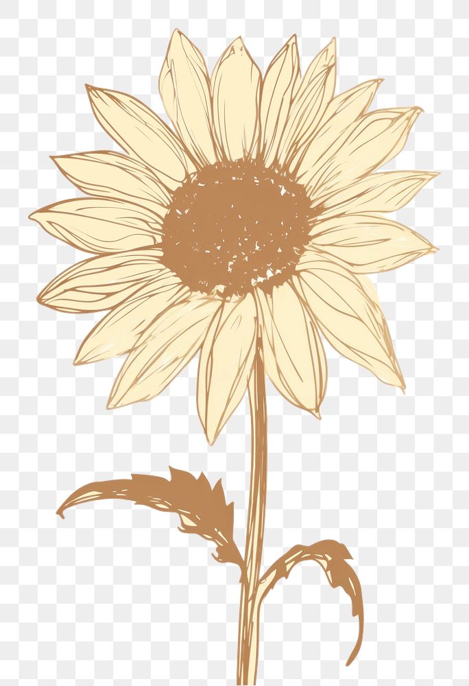 PNG Sunflower drawing sketch plant. AI generated Image by rawpixel.