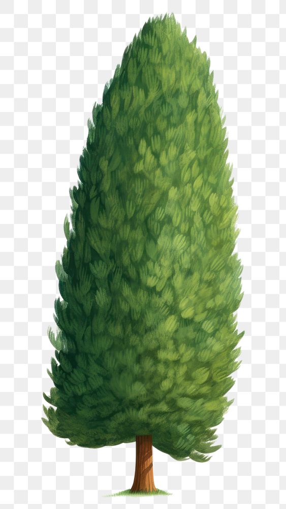 PNG Simple cartoon cypress tree plant fir white background. AI generated Image by rawpixel.