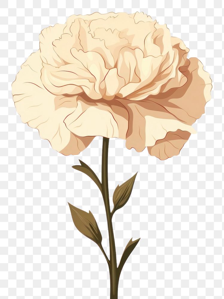 PNG Carnation flower plant white rose. AI generated Image by rawpixel.