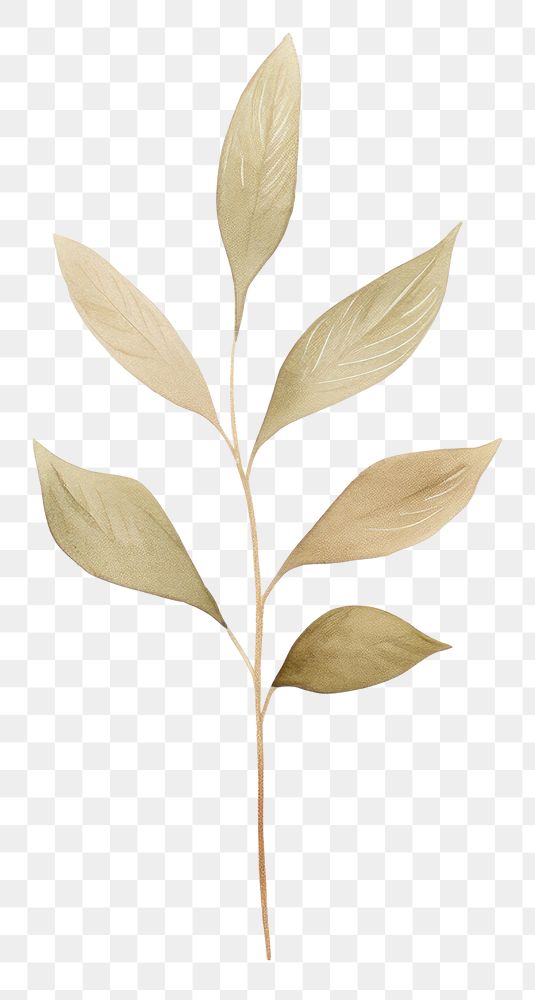 PNG Minimal leafs plant art creativity. .