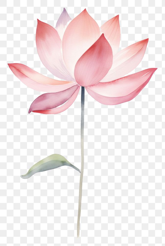 PNG Minimal cute lotus flower petal plant. AI generated Image by rawpixel.