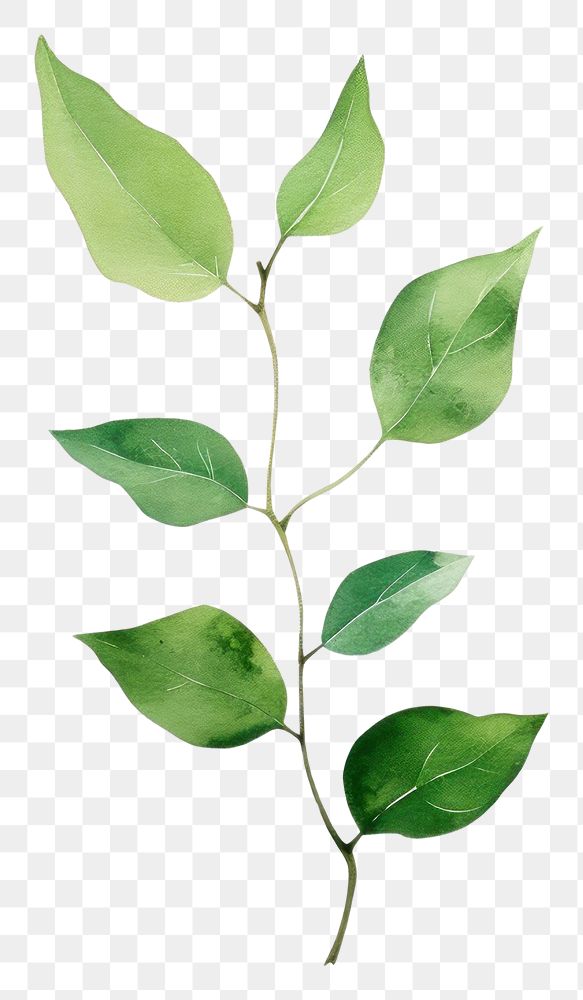 PNG Minimal leafs plant creativity drawing. AI generated Image by rawpixel.