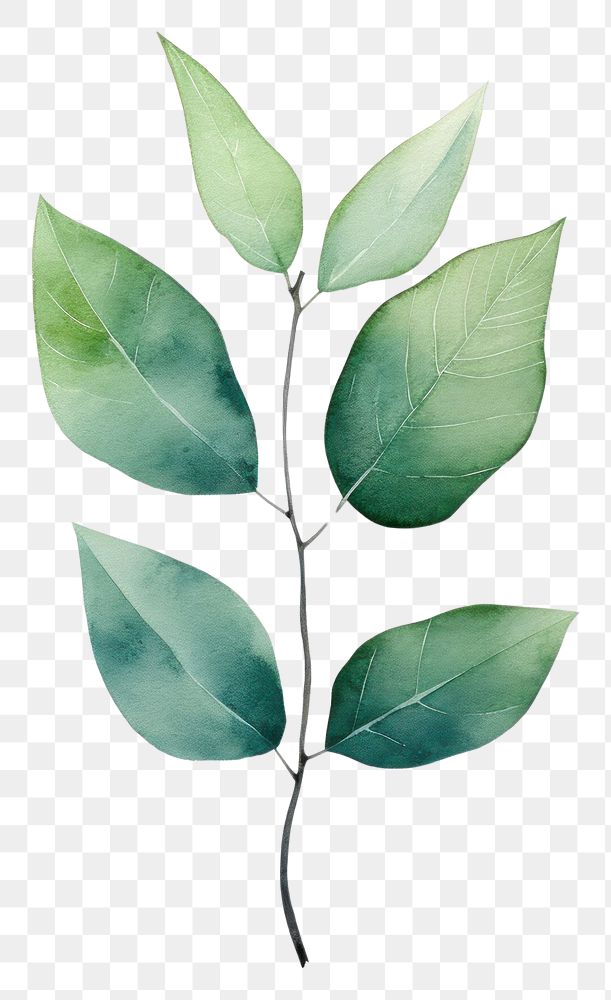 PNG Minimal leafs plant drawing branch. AI generated Image by rawpixel.