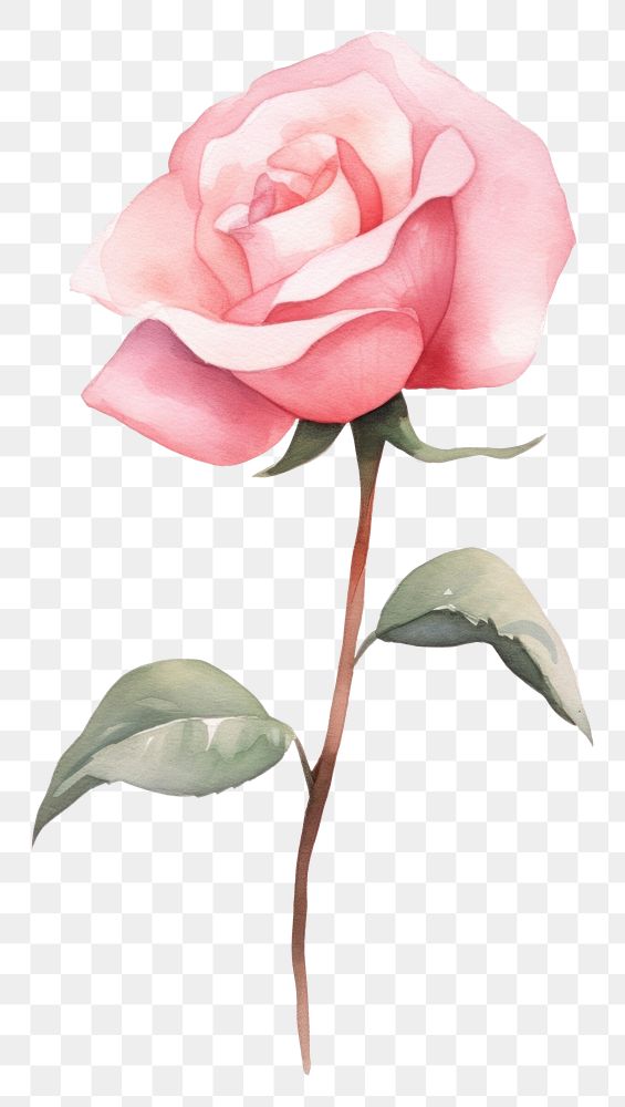 PNG Minimal pink Rose rose flower plant. AI generated Image by rawpixel.
