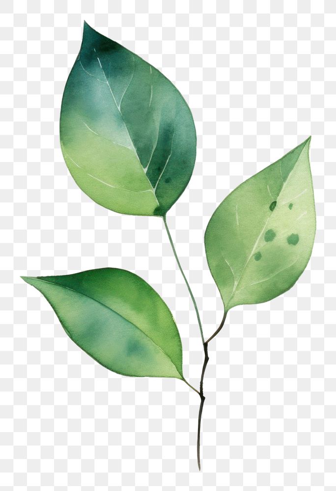 PNG Minimal leafs plant annonaceae drawing. 