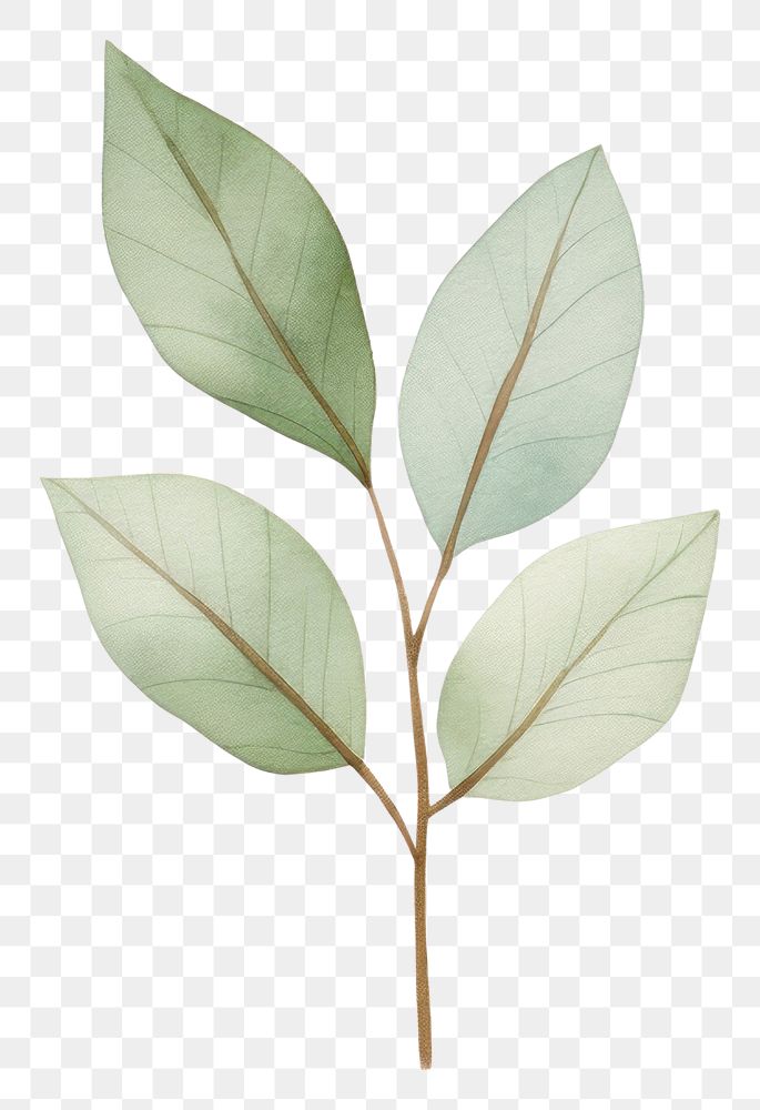 PNG Minimal leafs plant creativity astragalus