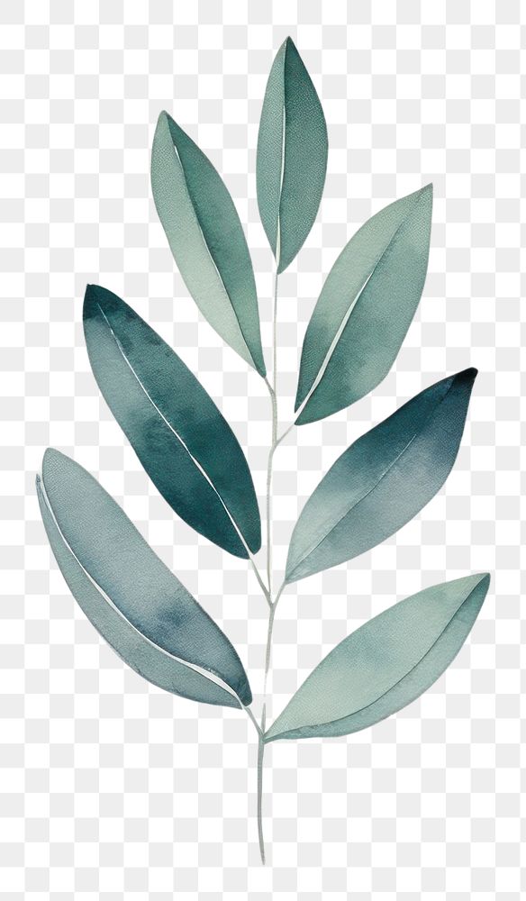 PNG Minimal leafs plant creativity pattern