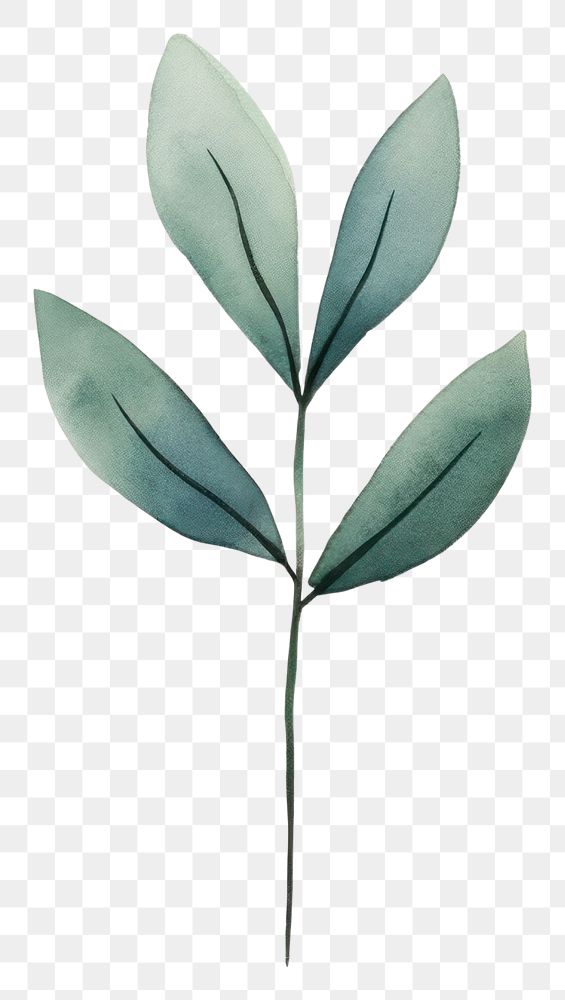 PNG Minimal leafs plant drawing nature. AI generated Image by rawpixel.