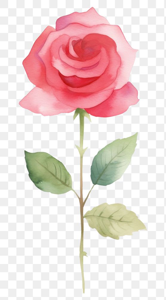 PNG Minimal red Rose rose flower plant. AI generated Image by rawpixel.