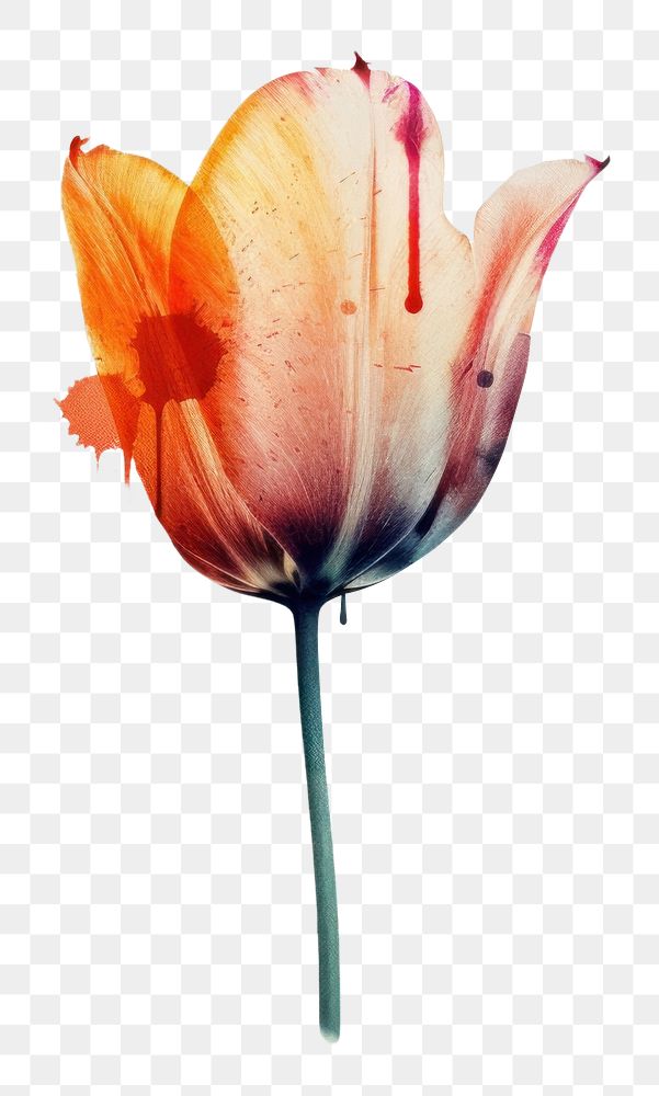 PNG Tulip flower art painting. AI generated Image by rawpixel.