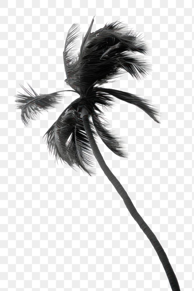 PNG Palm tree outdoors plant black. AI generated Image by rawpixel.