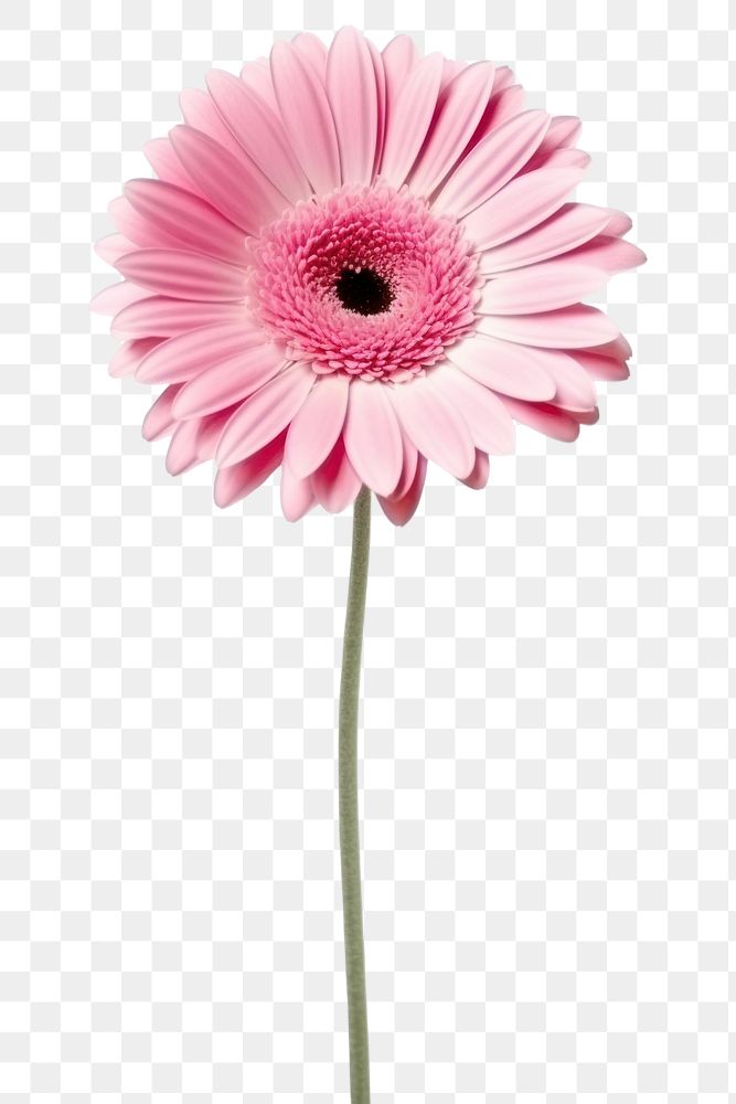 PNG Pink gerbera flower petal daisy. AI generated Image by rawpixel.