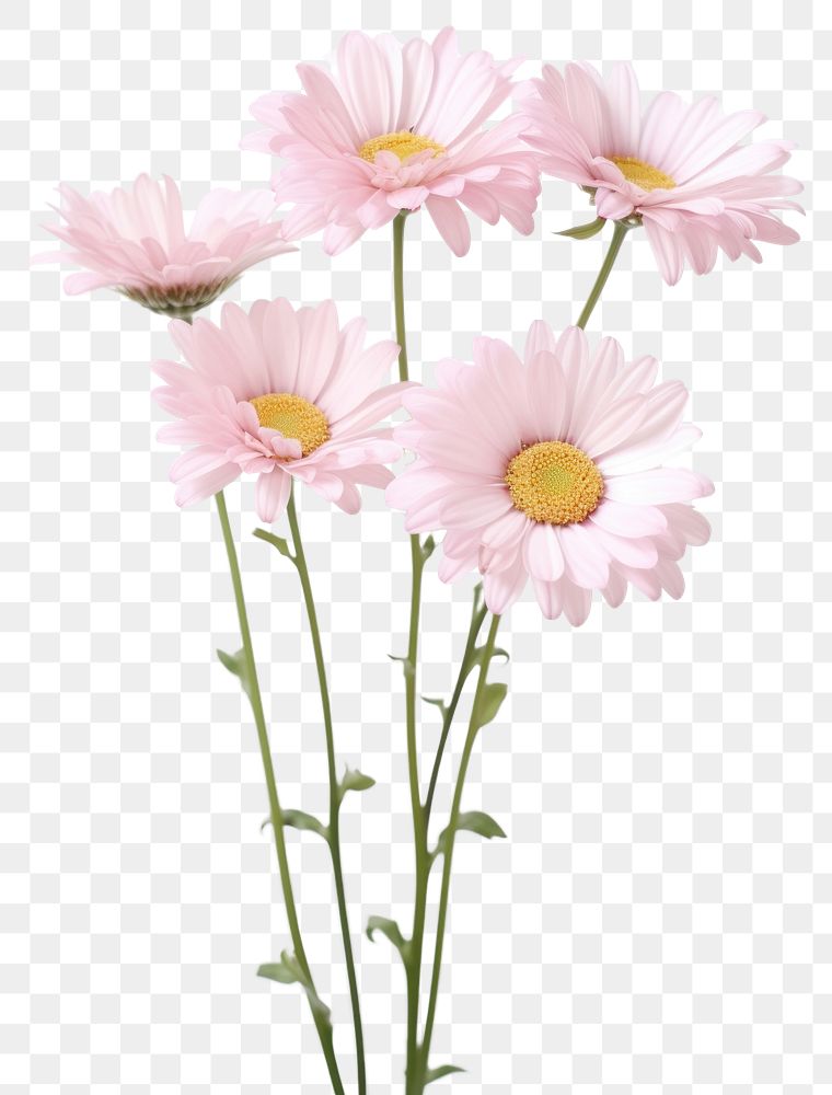 PNG Light pink daisies blossom flower petal. AI generated Image by rawpixel.