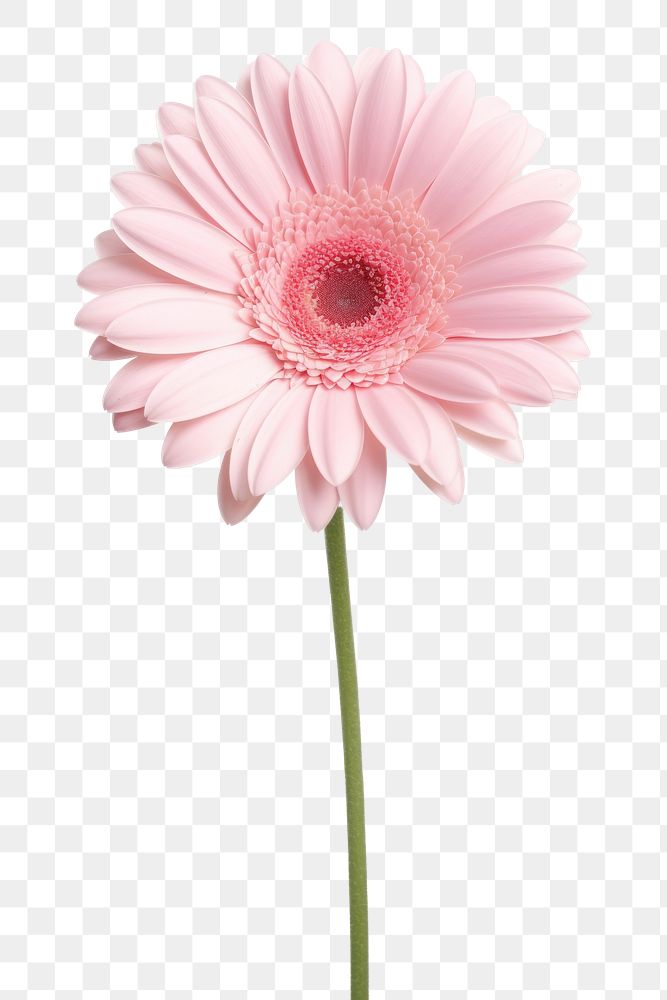 PNG Light pink gerbera blossom flower petal. AI generated Image by rawpixel.
