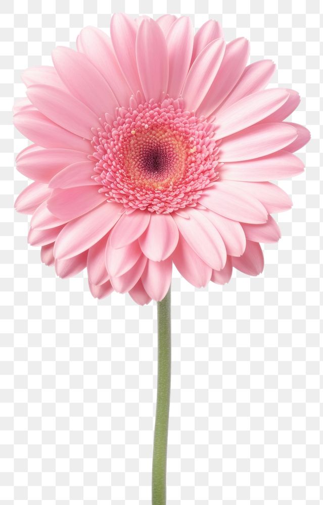 PNG Light pink gerbera flower petal daisy. AI generated Image by rawpixel.