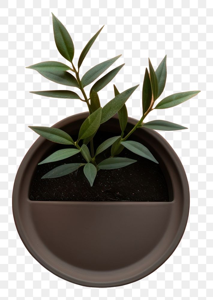 PNG  Empty plant pot leaf wall architecture. AI generated Image by rawpixel.