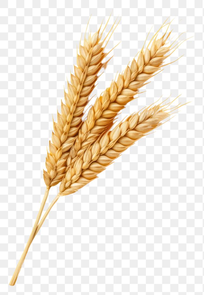 PNG  Wheat food agriculture triticale. .