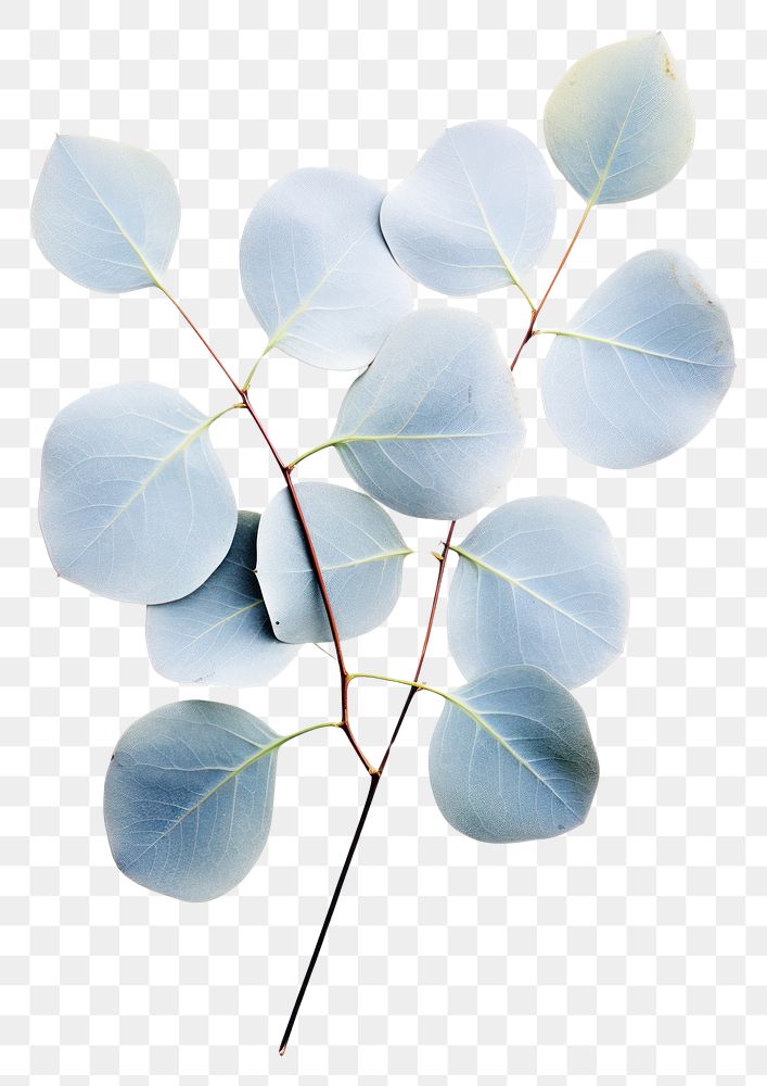 PNG A Baby Blue Eucalyptus plant leaf tree. AI generated Image by rawpixel.