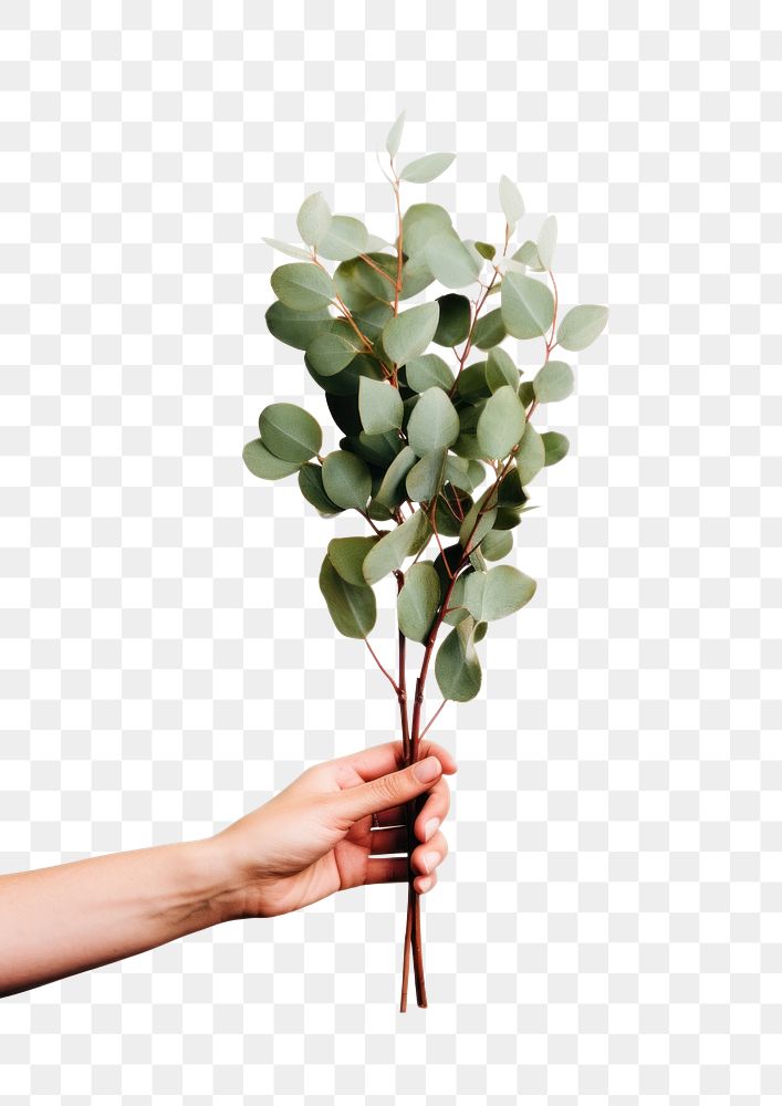 PNG A hand holding Eucalyptus finger plant leaf