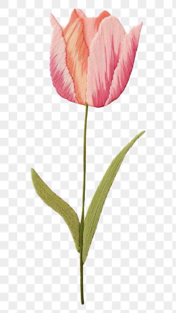 PNG  Tulip tulip flower petal. 