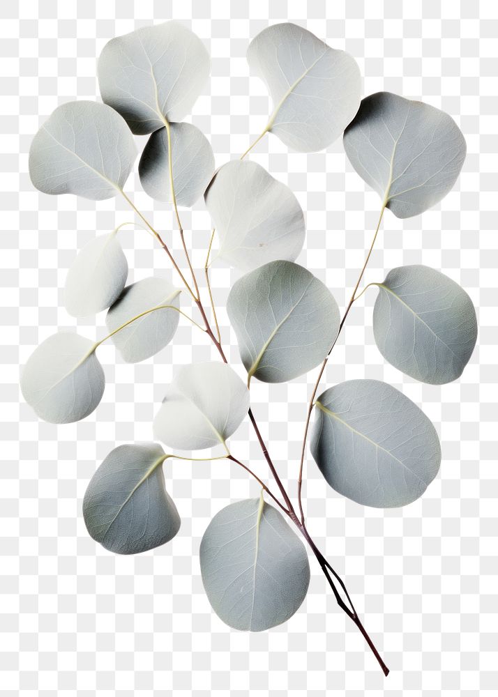PNG A Silver Dollar Eucalyptus plant leaf white background