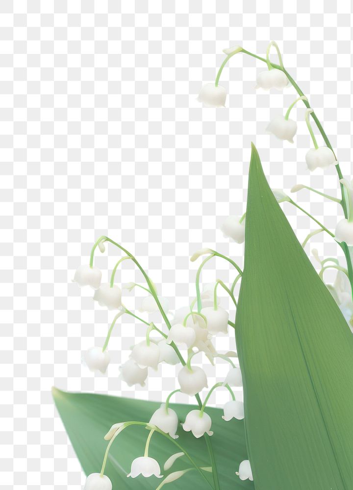 PNG Lily of the valley outdoors nature flower. 