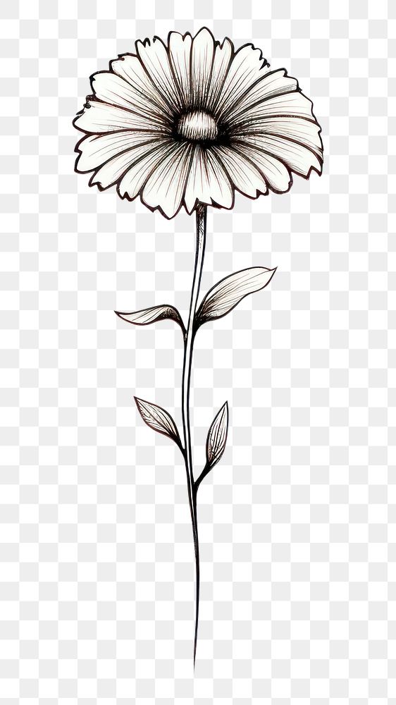 PNG  Flower drawing sketch daisy. AI generated Image by rawpixel.