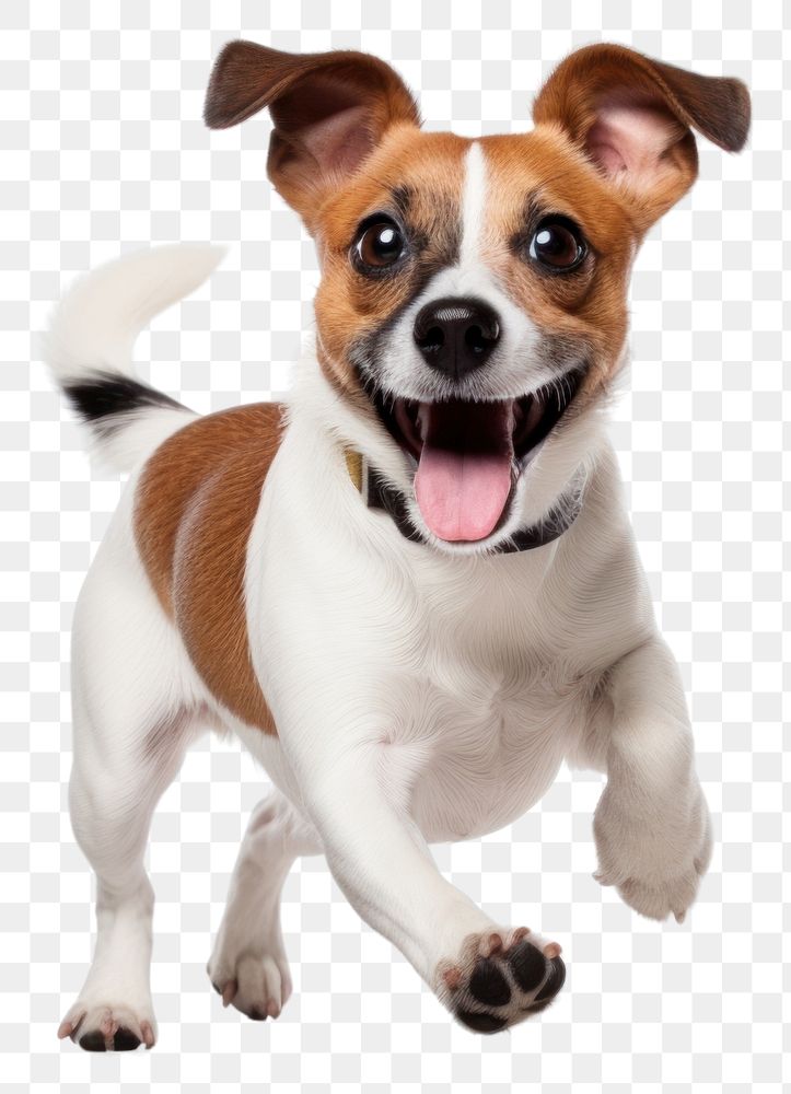 PNG  Jack Russell terrier dog mammal animal. AI generated Image by rawpixel.
