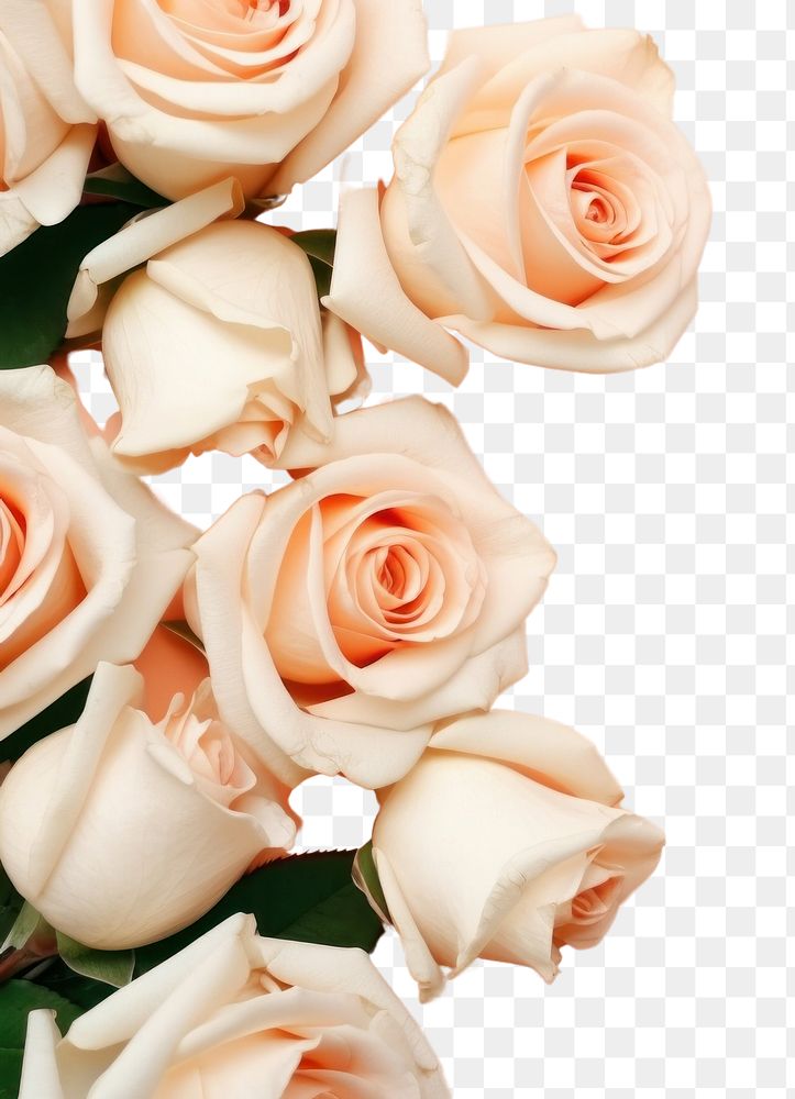 PNG Peach roses flower petal plant. AI generated Image by rawpixel.
