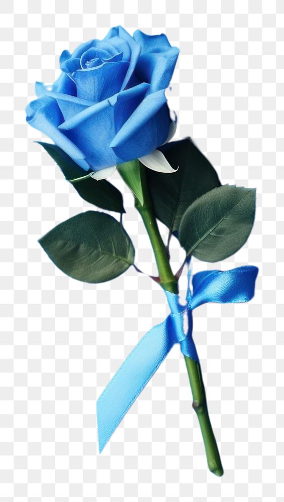 PNG Blue rose bouquet flower plant blue background. AI generated Image by rawpixel.