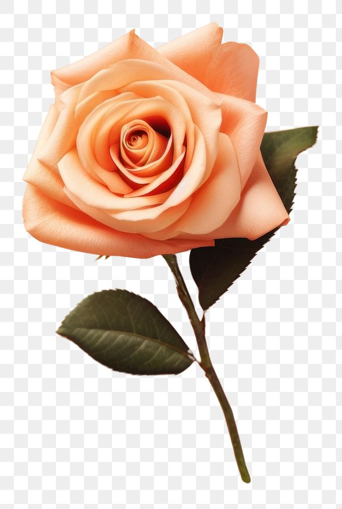 PNG Peach rose bouquet flower petal plant. AI generated Image by rawpixel.
