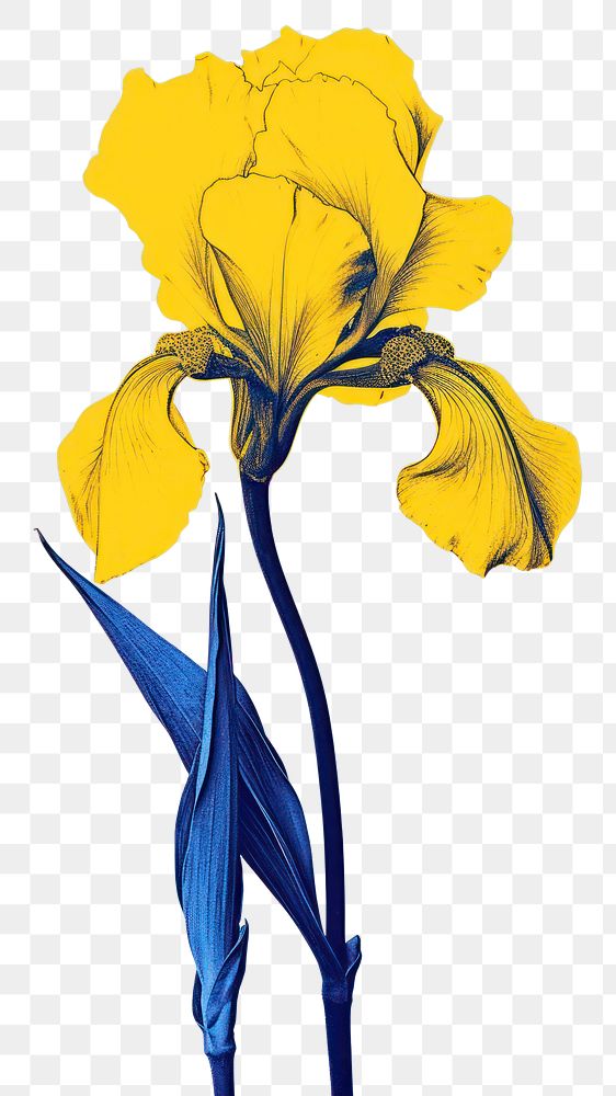 PNG A Iris flower nature petal plant. AI generated Image by rawpixel.