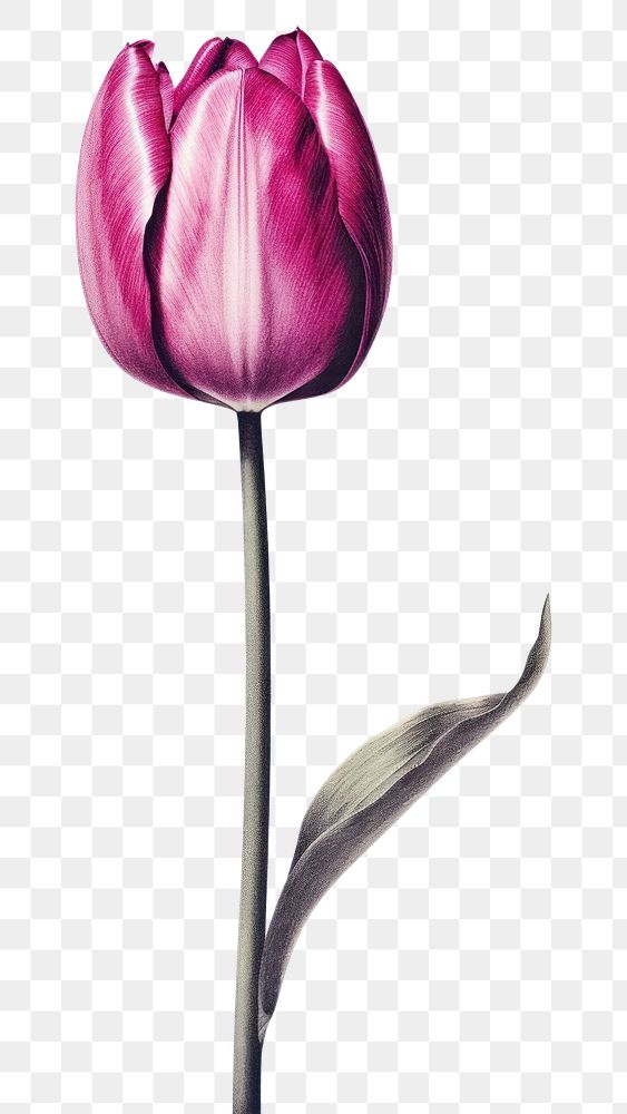 PNG A tulip blossom flower nature. 