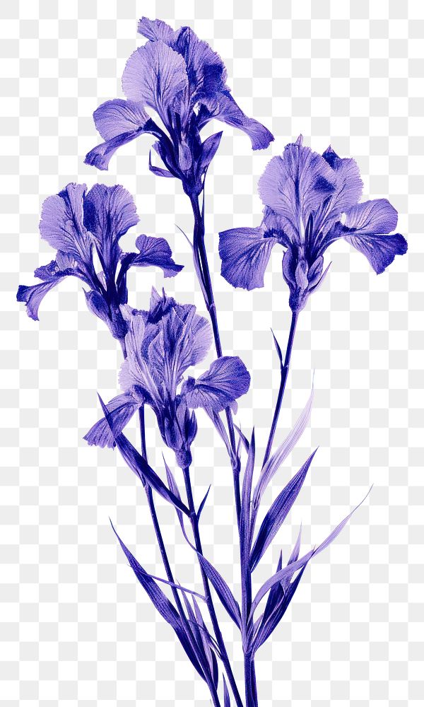 PNG Iris flowers iris nature purple. AI generated Image by rawpixel.