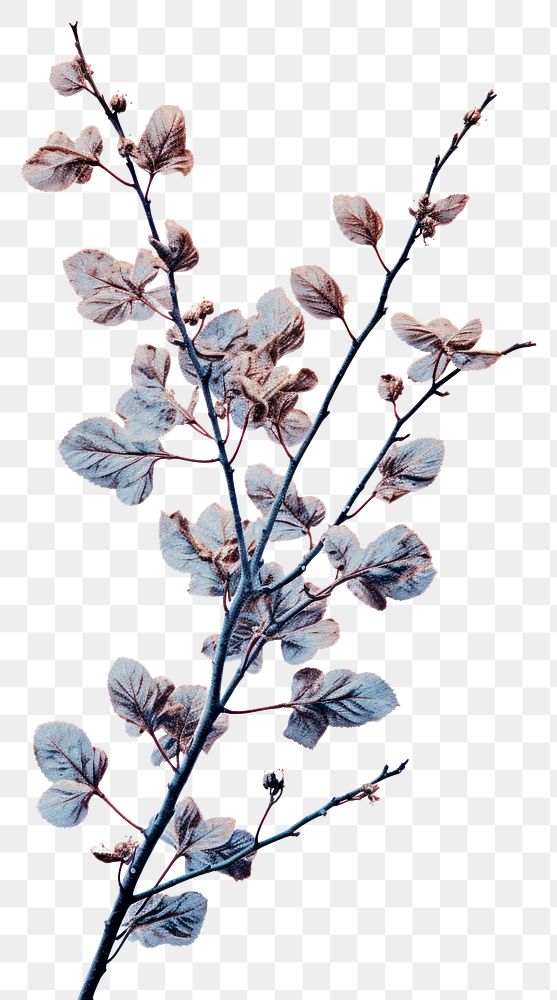 PNG A Dried fluffy cotton flower branch blossom nature plant. AI generated Image by rawpixel.
