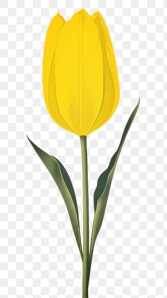 PNG A tulip flower yellow petal. AI generated Image by rawpixel.