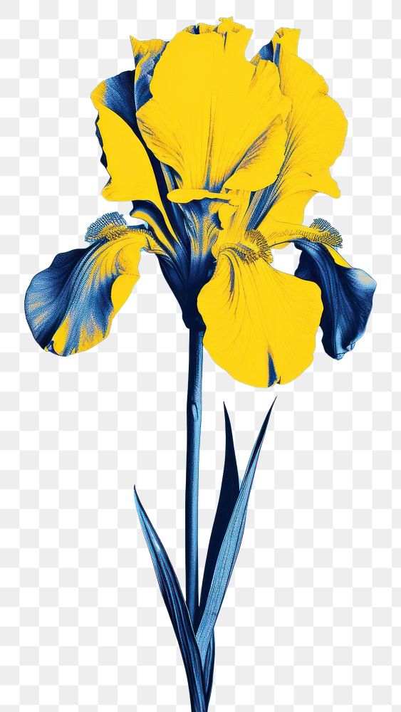 PNG A Iris flower nature petal plant. 