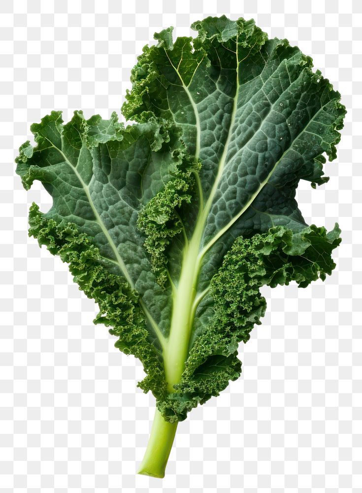 PNG  Kale vegetable plant food. AI generated Image by rawpixel.