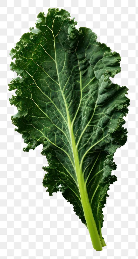 PNG  Kale vegetable plant food. AI generated Image by rawpixel.