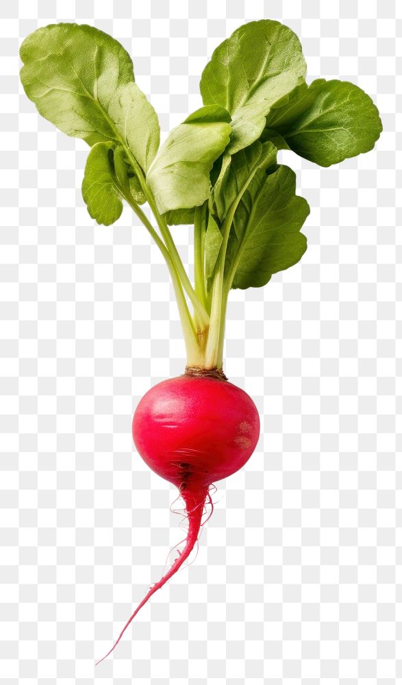 PNG  Radish vegetable plant food. AI generated Image by rawpixel.