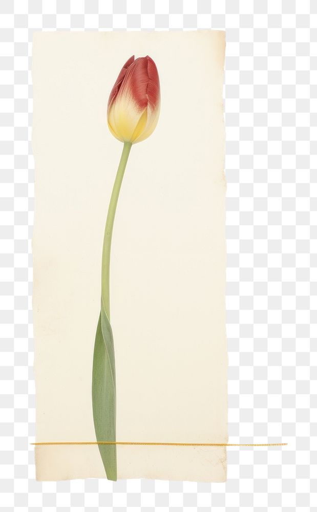 PNG Minimal tulip with tape flower plant white background. AI generated Image by rawpixel.