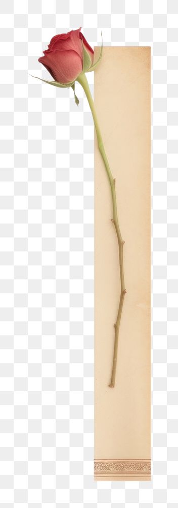 PNG Minimal adhesive tape is stuck on the rose flower plant white background. AI generated Image by rawpixel.