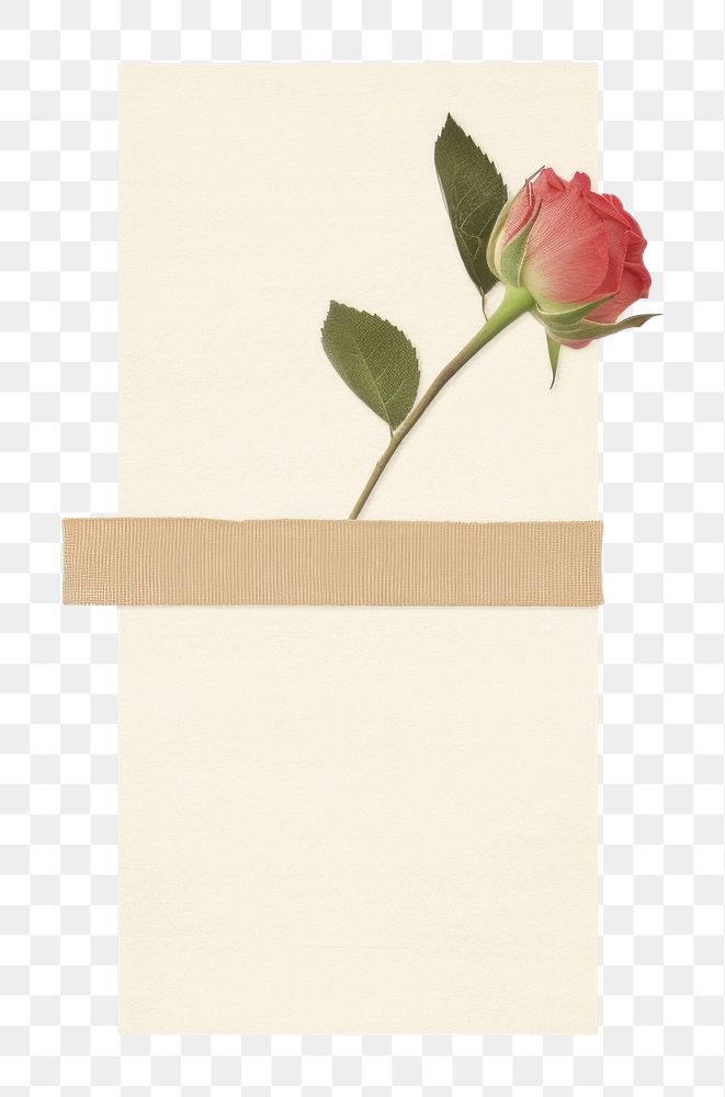 PNG Minimal rose with tape flower plant white background. AI generated Image by rawpixel.