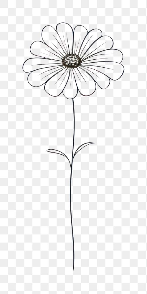 PNG Flower drawing sketch daisy. AI generated Image by rawpixel.